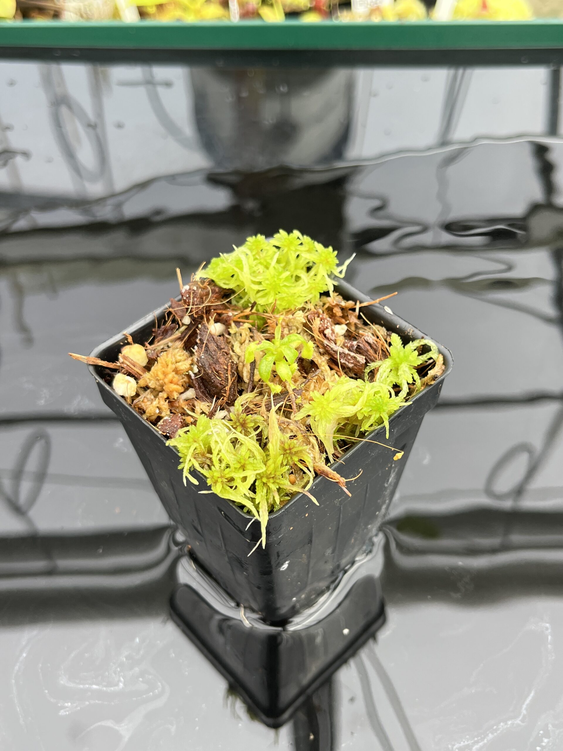 Wide Angle of Nepenthes peltata x villosa | Clone 2 | Jeremiah Harris | JH-449.02 | IN24841
