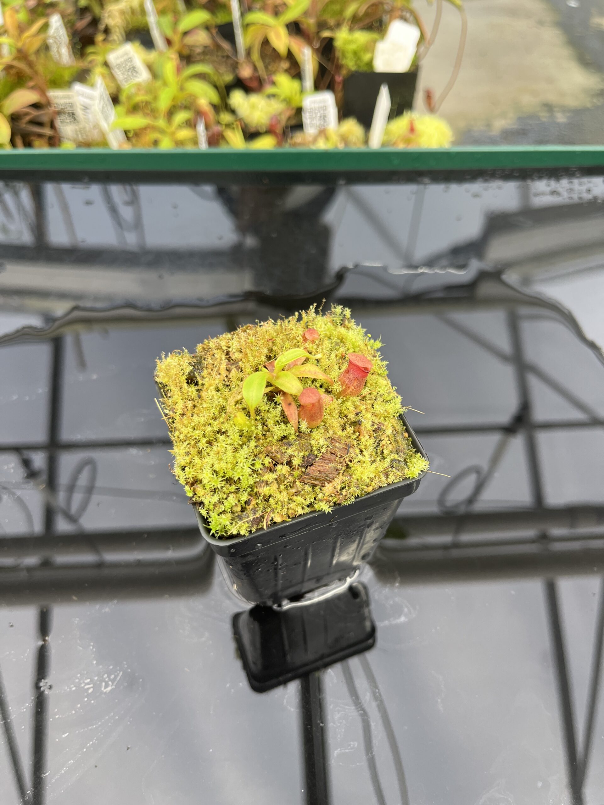 Wide Angle of Nepenthes rajah x edwardsiana | JH | Florae | Clone 2 | Jeremiah Harris | JH-96.02 | H24859