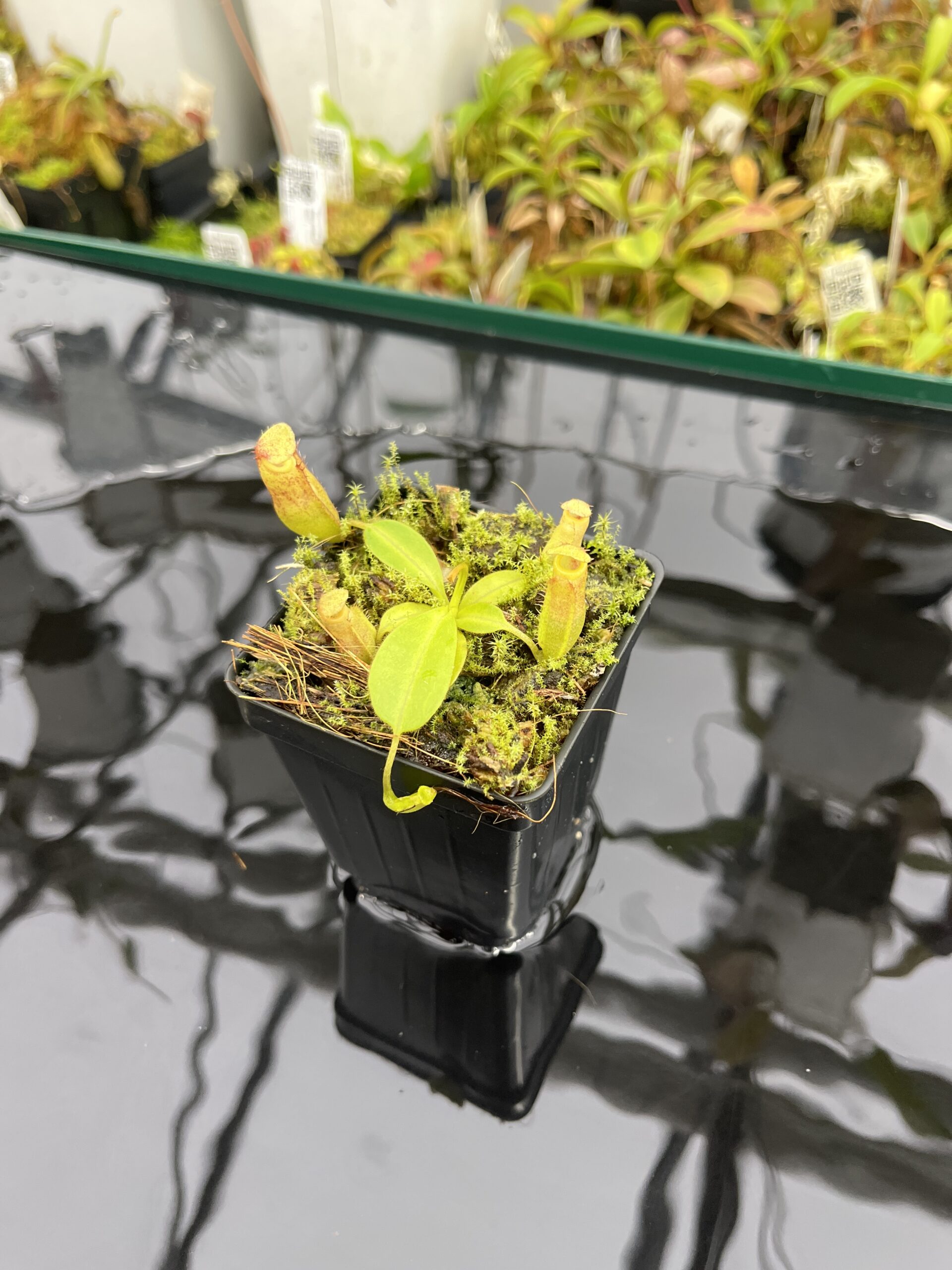 Wide Angle of Nepenthes rajah x eymae | Florae Collaborative | FC-074.IC | H24931