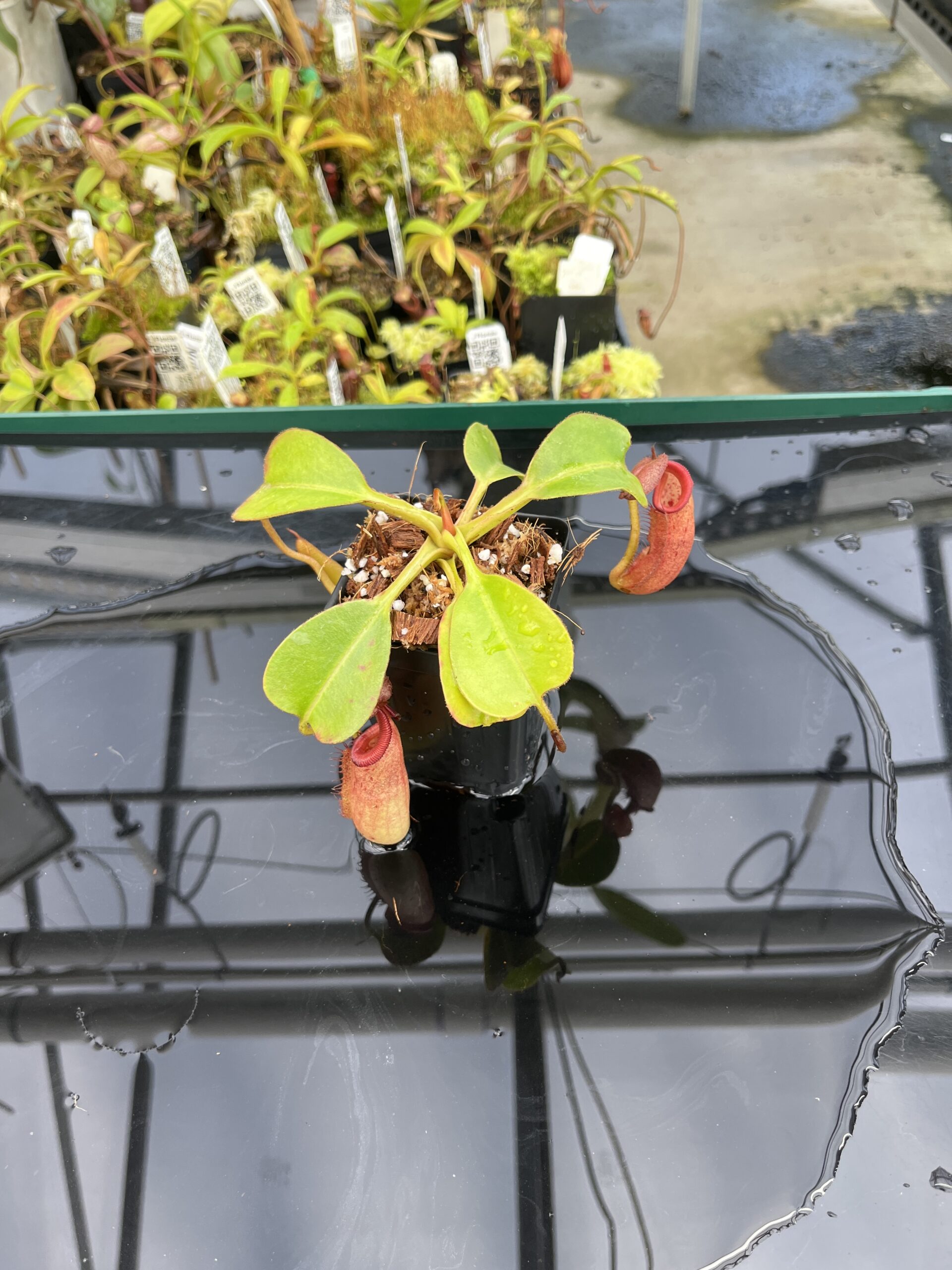 Wide Angle of Nepenthes robcantleyi x (burbidgeae x edwardsiana) | Borneo Exotics | BE-4023 | H24855