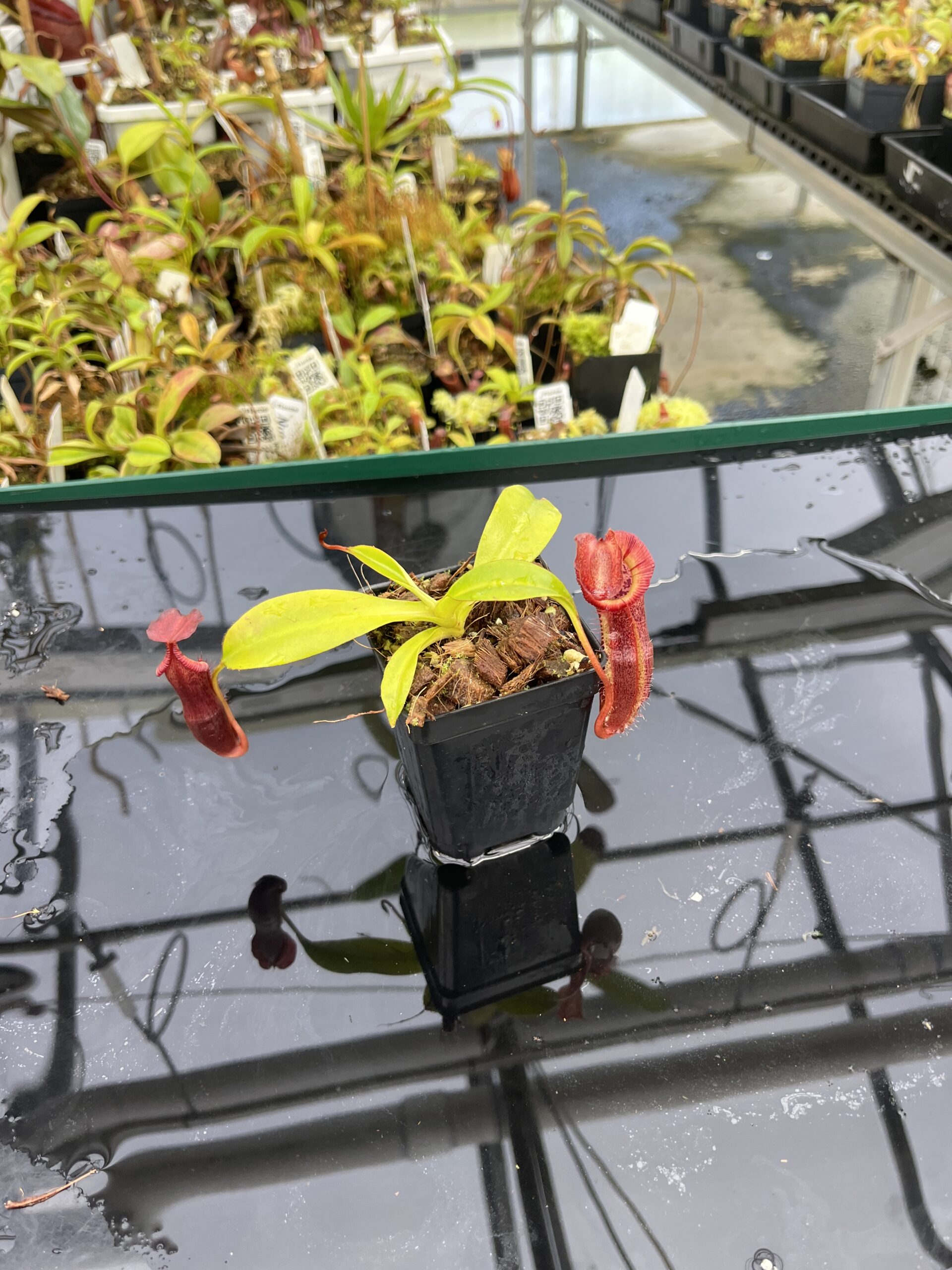 Wide Angle of Nepenthes singalana x (burbidgeae x edwardsiana) | Borneo Exotics | BE-4558 | H24872
