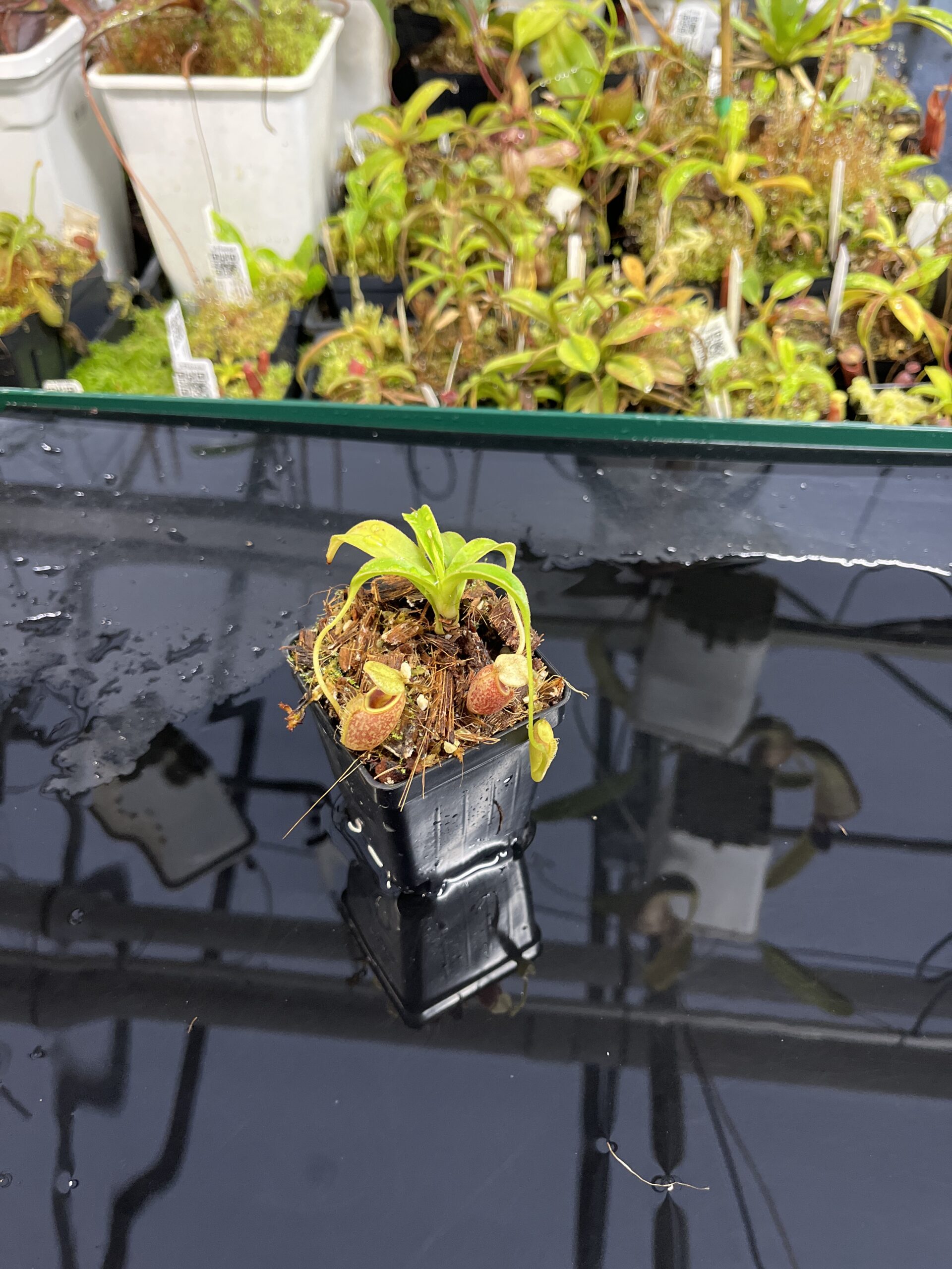 Wide Angle of Nepenthes talangensis | Borneo Exotics | BE-4075 | H24995