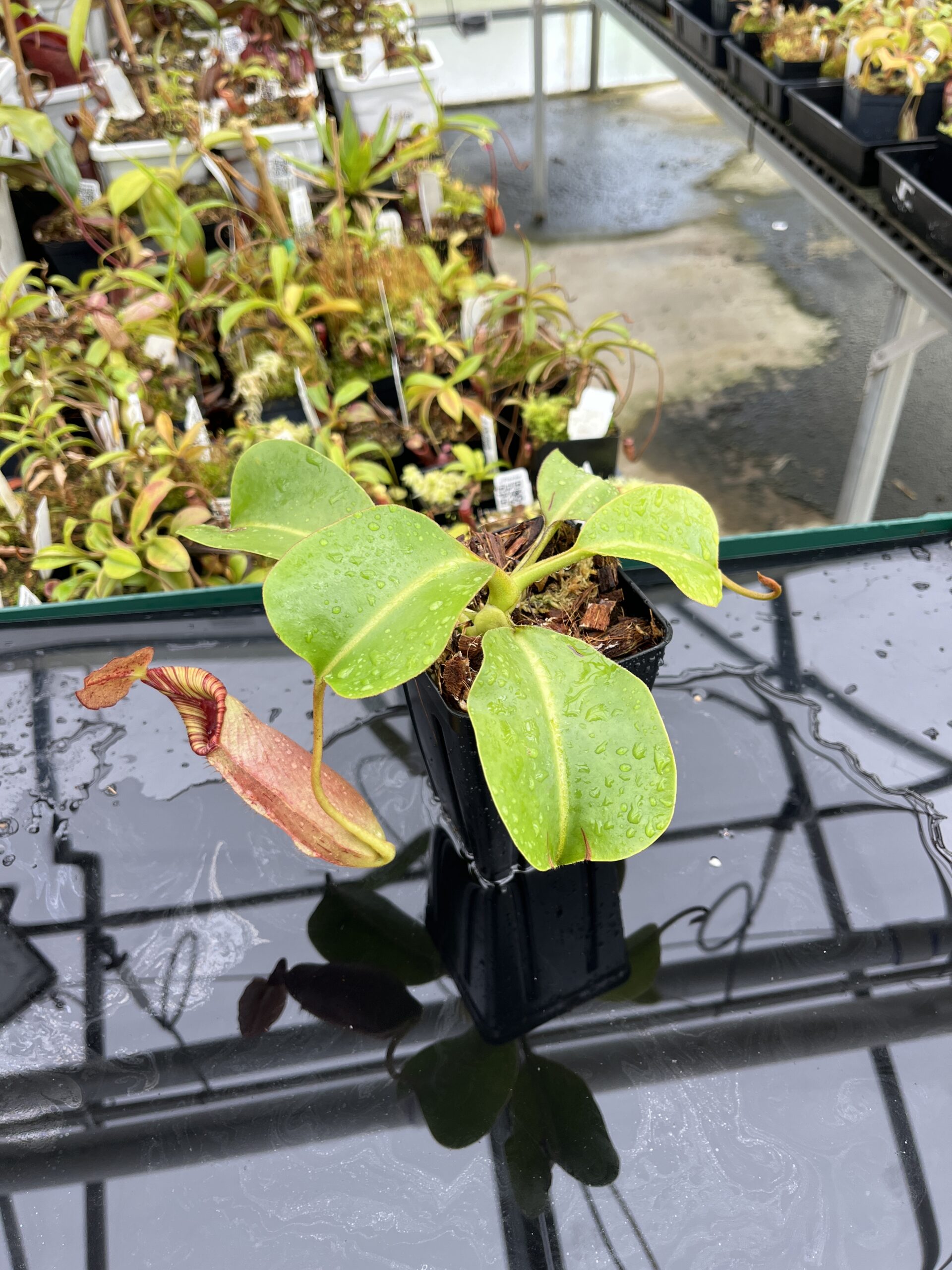 Wide Angle of Nepenthes (veitchii x lowii) x robcantleyi | Borneo Exotics | BE-3841 | IN24804