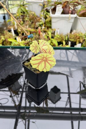 Close Up of Begonia quadrialata (Africa) | Florae Collaborative | | IN25612