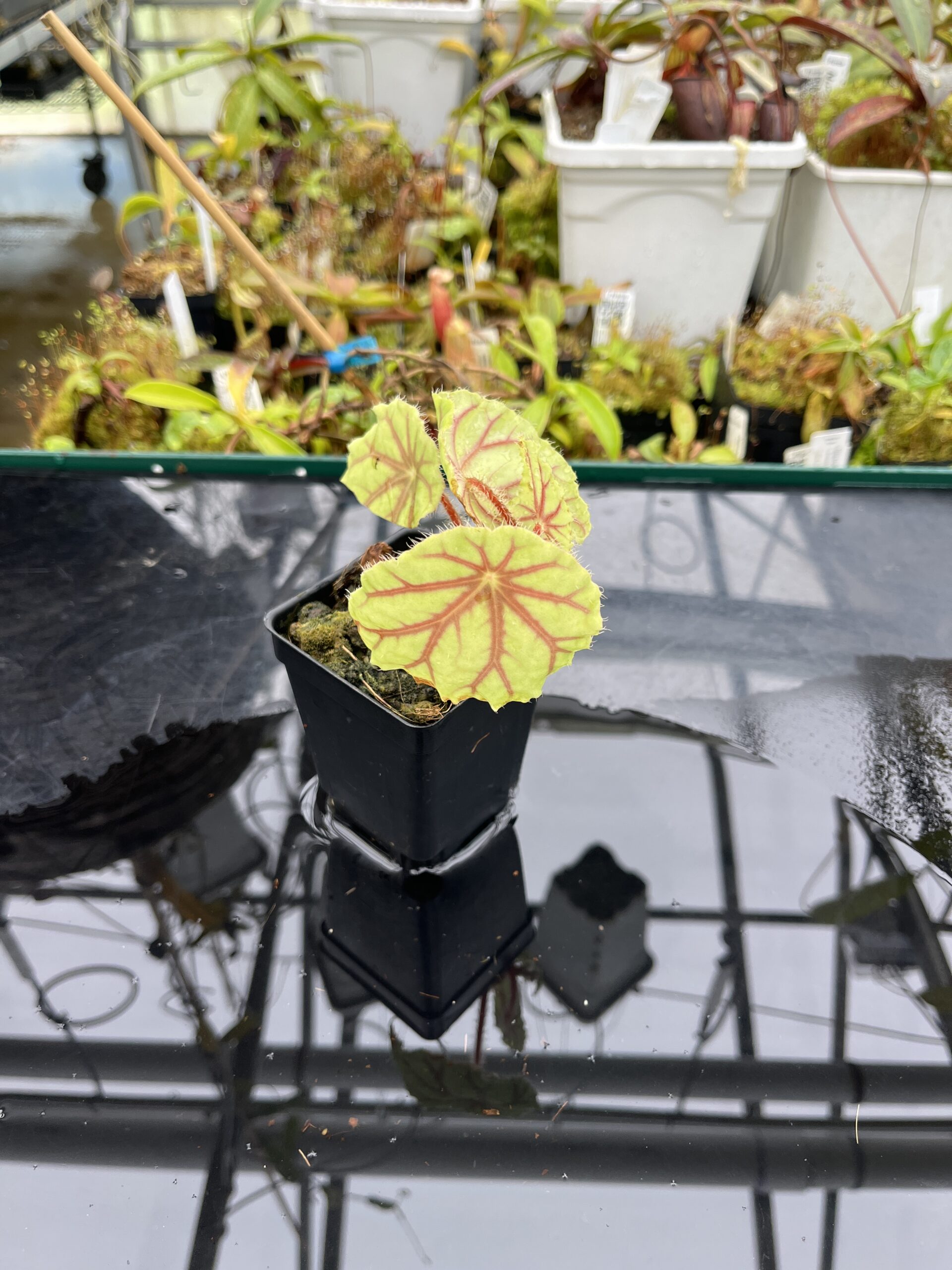 Close Up of Begonia quadrialata (Africa) | Florae Collaborative | | IN25612
