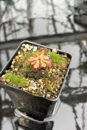 Close Up of Drosera esterhuyseniae x Drosera slackii | Best Carnivorous Plants | BCP-777 | H25627