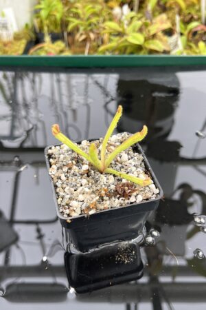 Close Up of Heliamphora collina x exappendiculata Araopan | Andreas Wistuba | AW-ISC | H25279