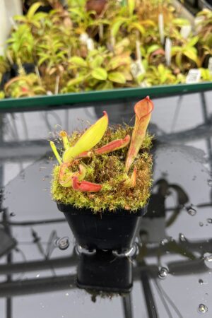 Close Up of Heliamphora folliculata K. x purpurascens 'Giant' | Andreas Wistuba | | H25310