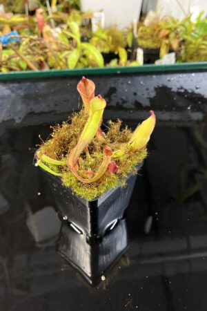 Close Up of Heliamphora folliculata K. x purpurascens 'Giant' | Andreas Wistuba | | H25565