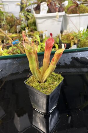 Close Up of Heliamphora neblinae (Cerro Neblina, Braz. Ven.) | Andreas Wistuba | AW-JN | H25572