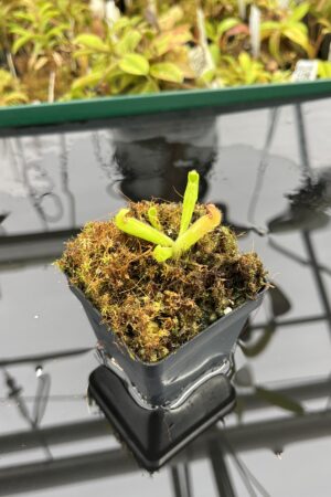 Close Up of Heliamphora pulchella {H1646-02, Akopan Tepui, Venezuela} | Best Carnivorous Plants | BCP-02 | H25277
