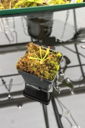 Close Up of Heliamphora sarracenioides {exact clone from mix of clones, red x self, Ptari Tepui, Venezuela} | Best Carnivorous Plants | BCP-2169 | H25278