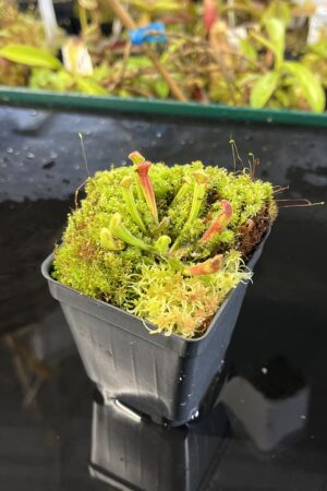 Close Up of Heliamphora uncinata {Amuri Tepui, Venezuela} | Best Carnivorous Plants | BCP-035 | H25560