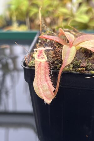 Close Up of Nepenthes 'Song of Melancholy' x peltata | JH | Jeremiah Harris | JH-410 | IN25252