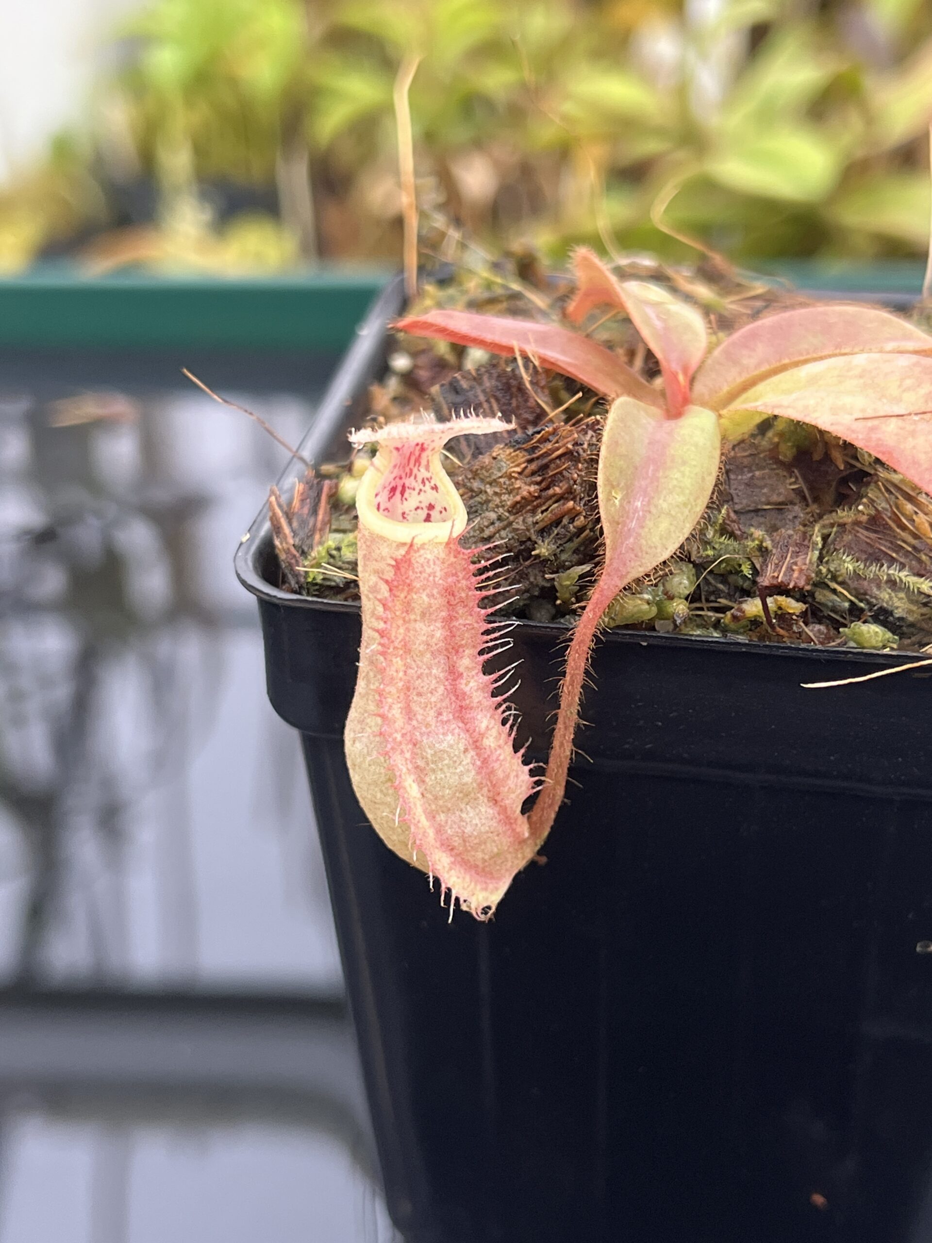 Close Up of Nepenthes 'Song of Melancholy' x peltata | JH | Jeremiah Harris | JH-410 | IN25252
