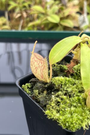 Close Up of Nepenthes ampullaria | Borneo Exotics | BE-3304 | L25255