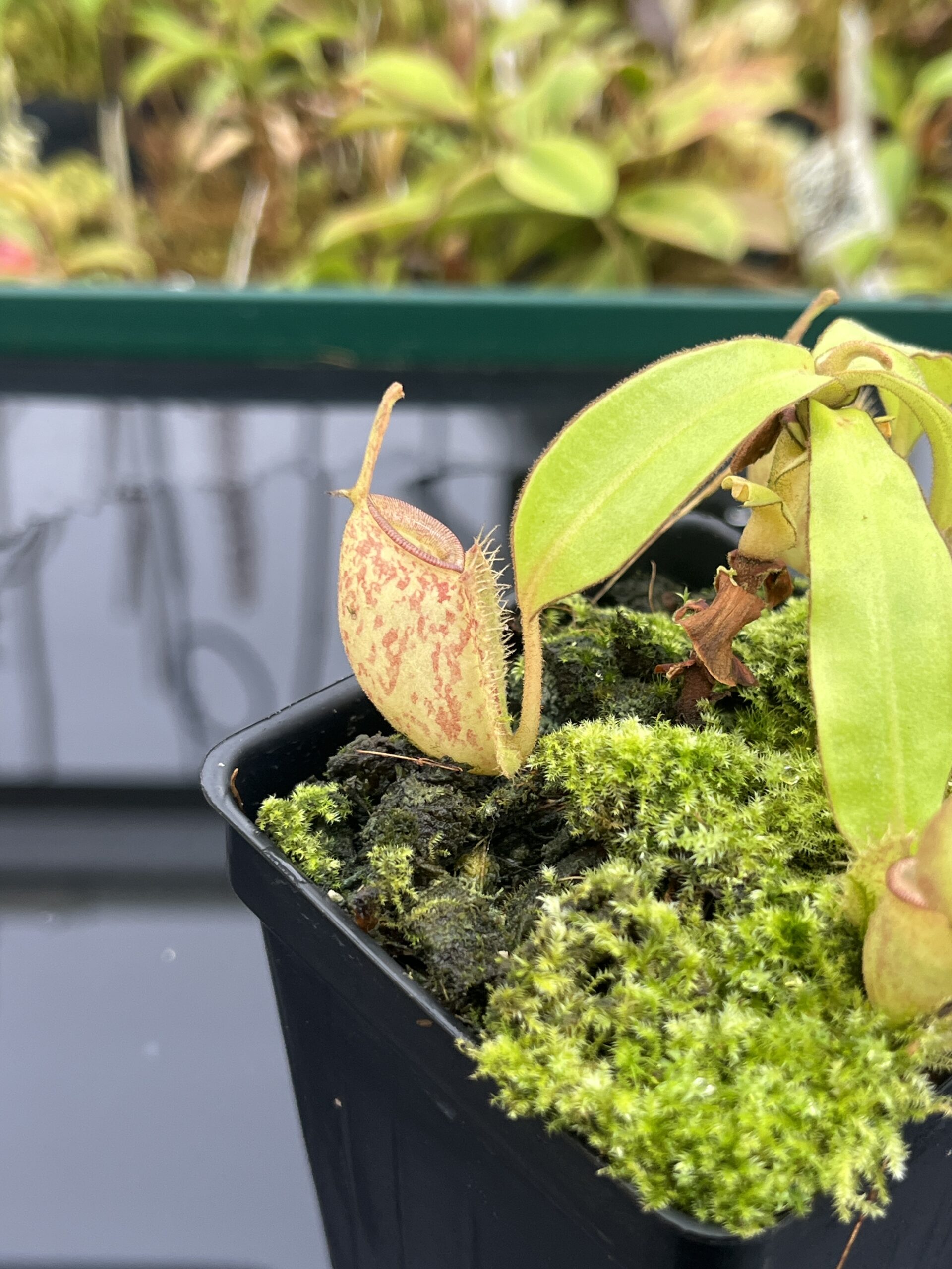 Close Up of Nepenthes ampullaria | Borneo Exotics | BE-3304 | L25255