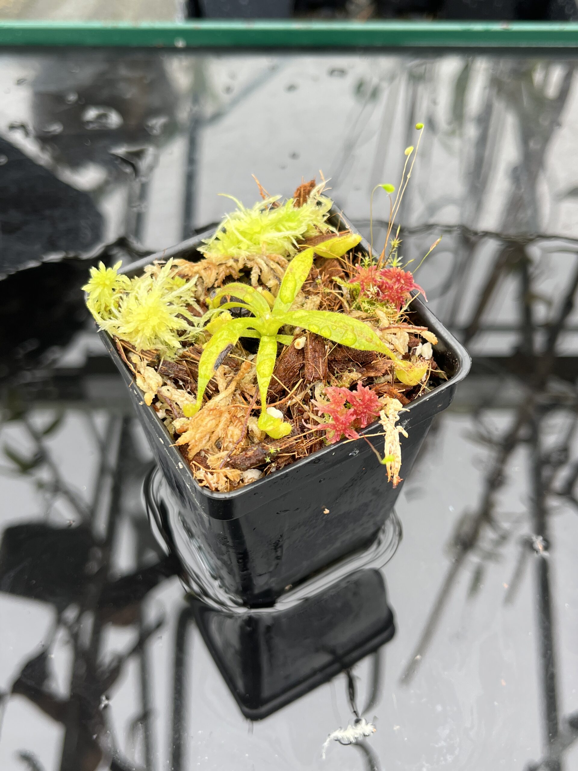 Close Up of Nepenthes appendiculata | Florae | Seed Grown | Florae Collaborative | FC-511.00 | H25476