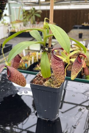 Close Up of Nepenthes aristolochioides x campanulata | Andreas Wistuba | AW-ISC | IN25532