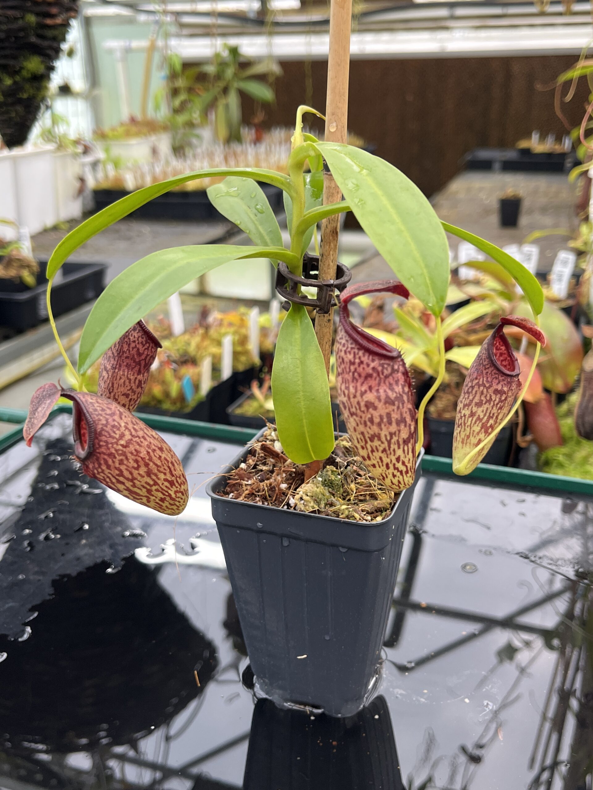 Close Up of Nepenthes aristolochioides x campanulata | Andreas Wistuba | AW-ISC | IN25532