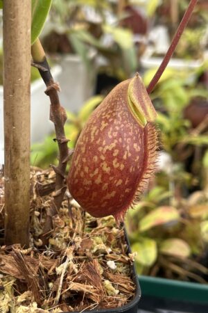 Close Up of Nepenthes aristolochioides x diabolica | Borneo Exotics | BE-3898 | H25383