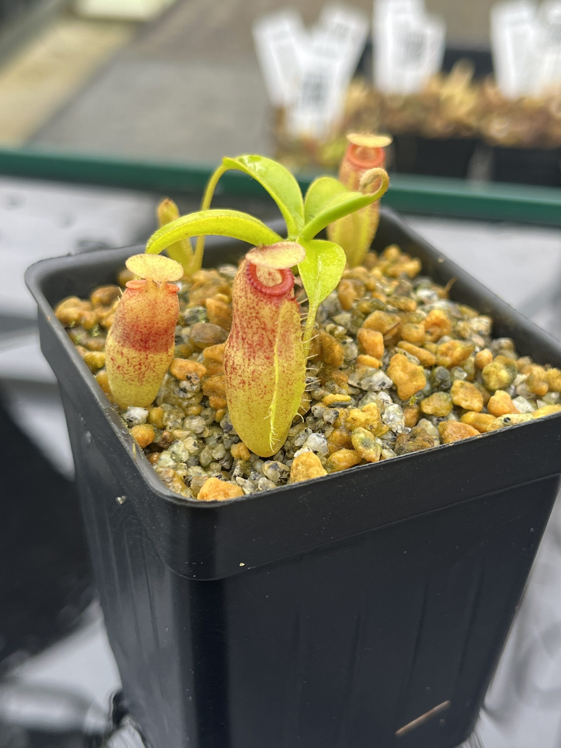 Close Up of Nepenthes aristolochioides x edwardsiana | Andreas Wistuba | AW-(ISC) | H25481