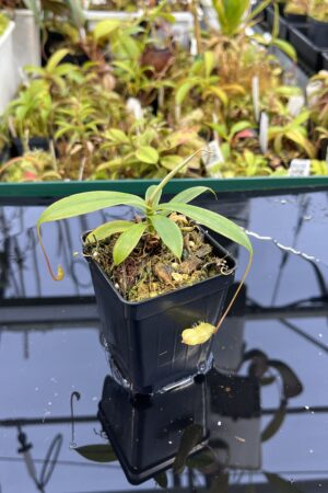 Close Up of Nepenthes bellii {Mindanao, Philippines} | Best Carnivorous Plants | BCP-1713 | L25350