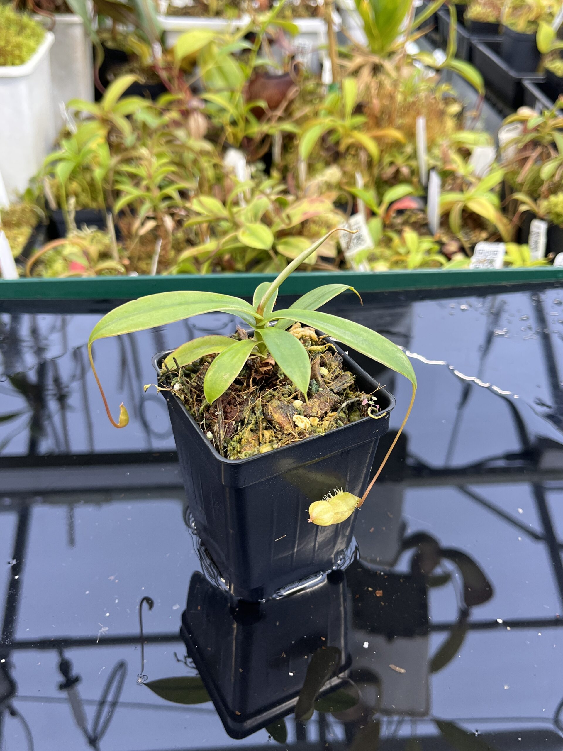 Close Up of Nepenthes bellii {Mindanao, Philippines} | Best Carnivorous Plants | BCP-1713 | L25350