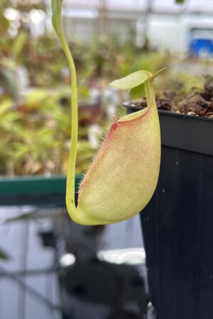 Close Up of Nepenthes bicalcarata | Borneo Exotics | BE-3029 | L25345