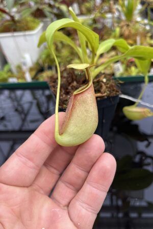 Close Up of Nepenthes bicalcarata | Borneo Exotics | BE-3029 | L25346