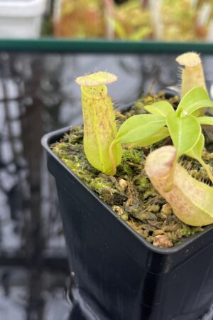 Close Up of Nepenthes bokorensis x ventricosa | Florae Collaborative | FC-178.IC | INunreadable