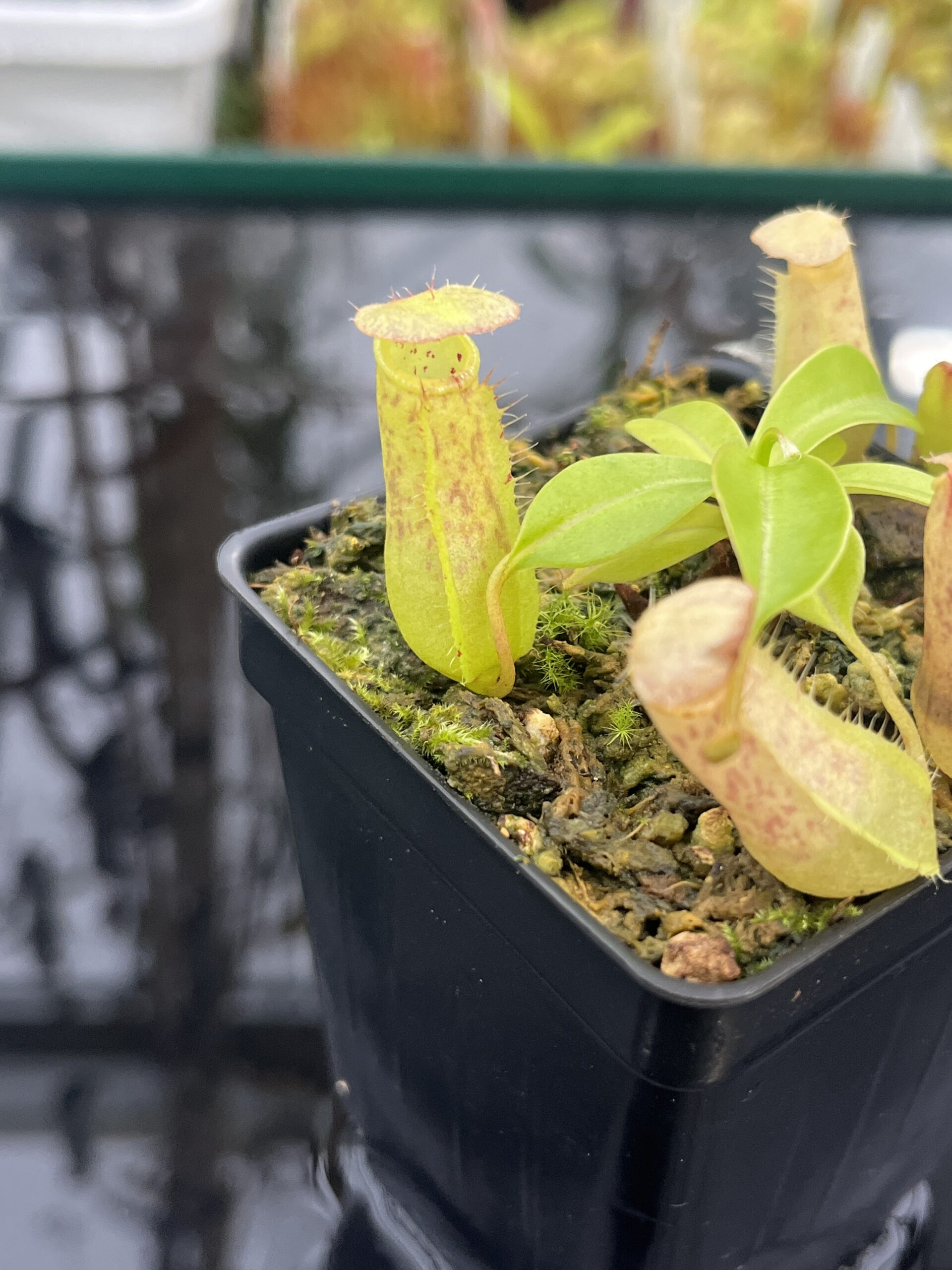Close Up of Nepenthes bokorensis x ventricosa | Florae Collaborative | FC-178.IC | INunreadable