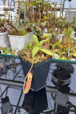 Close Up of Nepenthes bongso | Borneo Exotics | BE-3036 | H25386