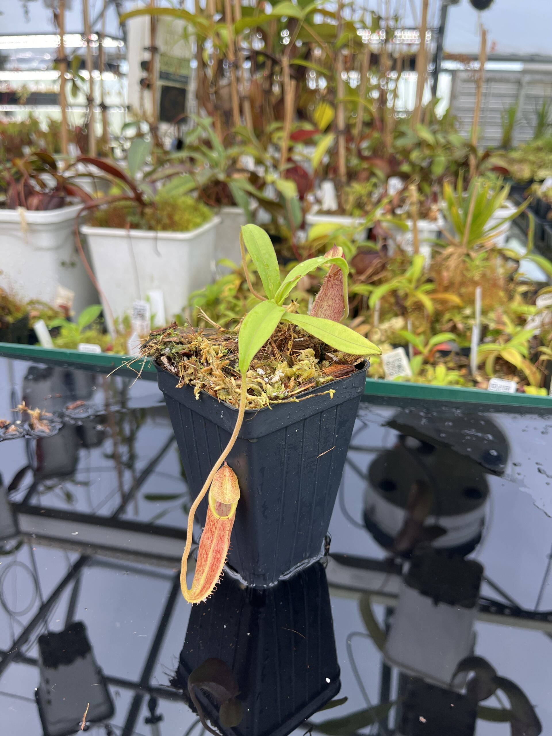 Close Up of Nepenthes bongso | Borneo Exotics | BE-3036 | H25386