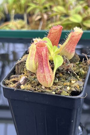 Close Up of Nepenthes (boschiana x veitchii (m) Bario - squat, pink) x (lowii x truncata - giant) | Florae | Florae Collaborative | FC-397 | IN25356