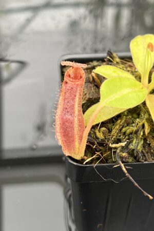 Close Up of Nepenthes (boschiana x veitchii (m) Bario - squat, pink) x (lowii x truncata - giant) | Florae | Florae Collaborative | FC-397 | IN25488
