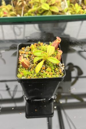 Close Up of Nepenthes (burbidgeae x lowii) x macrophylla | Andreas Wistuba | AW-ISC | H25293