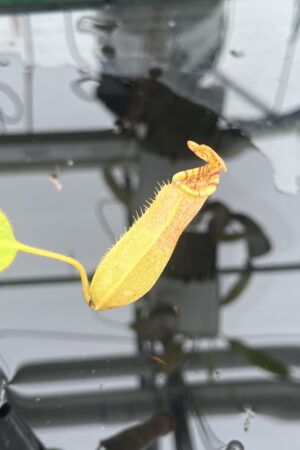 Close Up of Nepenthes burbidgeae x (veitchii x lowii) | Borneo Exotics | BE-3993 | IN25243