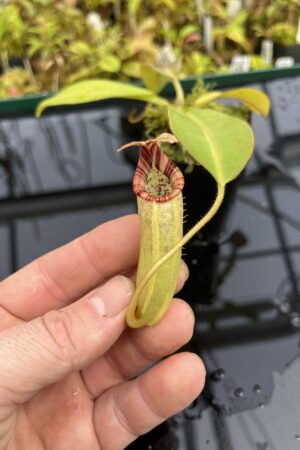 Close Up of Nepenthes burbidgeae x (veitchii x lowii) | Borneo Exotics | BE-3993 | IN25353