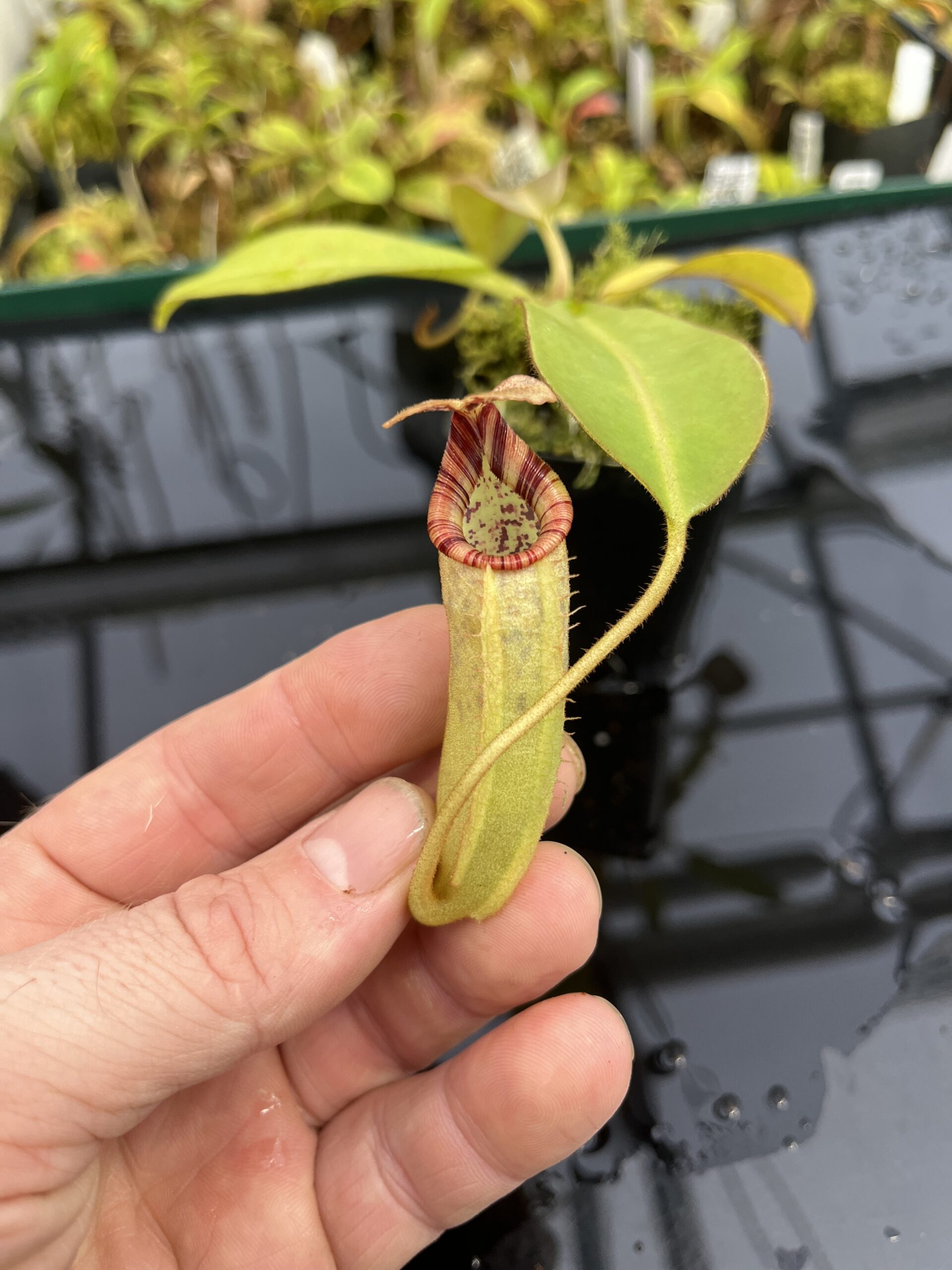 Close Up of Nepenthes burbidgeae x (veitchii x lowii) | Borneo Exotics | BE-3993 | IN25353
