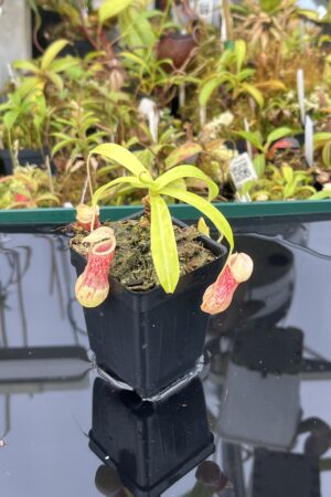 Close Up of Nepenthes burkei | Borneo Exotics | BE-3254 | IN25382