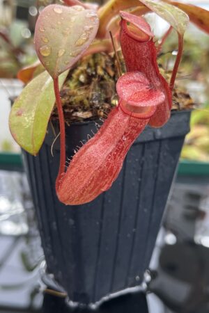 Close Up of Nepenthes burkei x (burbidgeae x edwardsiana) | Borneo Exotics | BE-4531 | H25272