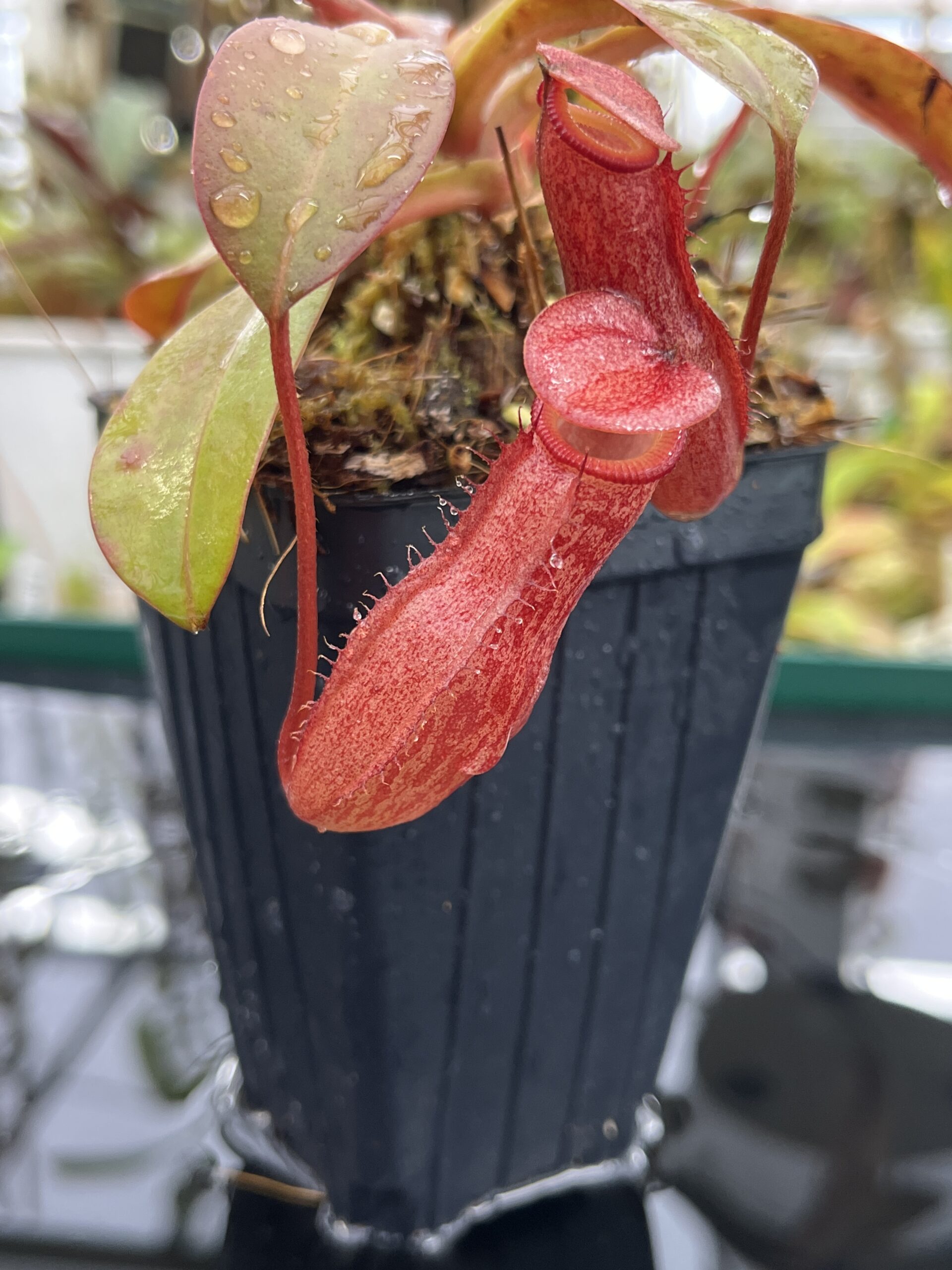 Close Up of Nepenthes burkei x (burbidgeae x edwardsiana) | Borneo Exotics | BE-4531 | H25272