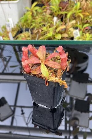 Close Up of Nepenthes burkei x (burbidgeae x edwardsiana) | Borneo Exotics | BE-4531 | H25394