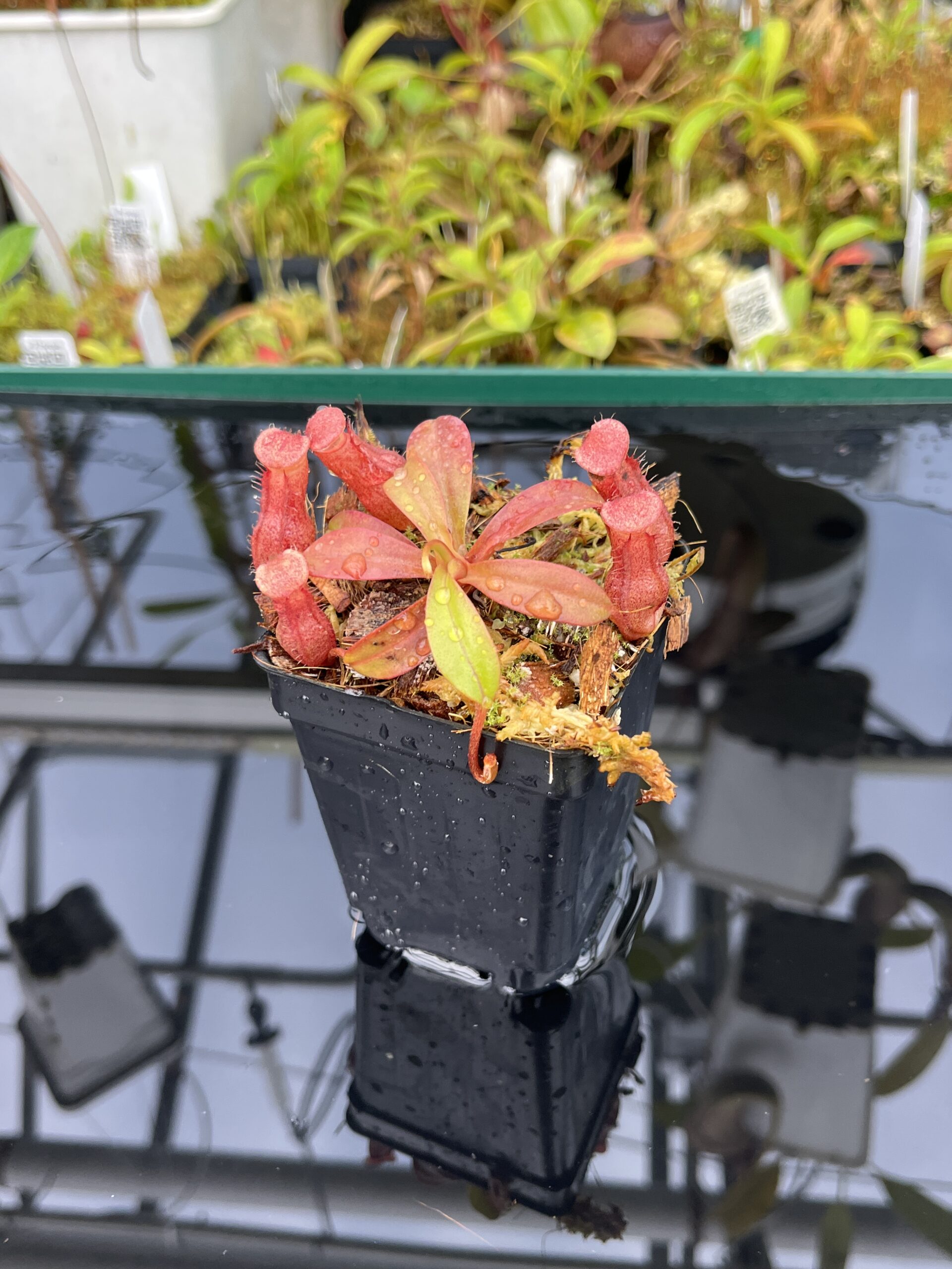 Close Up of Nepenthes burkei x (burbidgeae x edwardsiana) | Borneo Exotics | BE-4531 | H25394