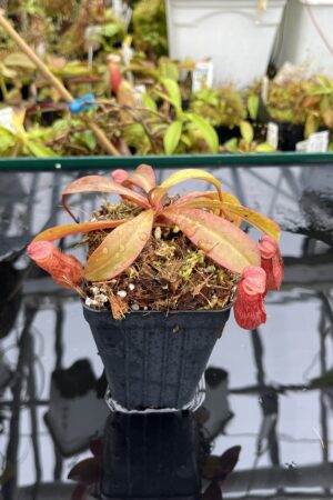 Close Up of Nepenthes burkei x (burbidgeae x edwardsiana) | Borneo Exotics | BE-4531 | H25620