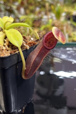 Close Up of Nepenthes carunculata var. robusta (Gunung Gadut) | Andreas Wistuba | AW-01 | H25443