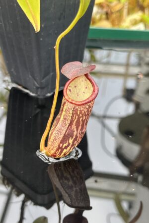Close Up of Nepenthes ceciliae | Borneo Exotics | BE-4600 | IN25375