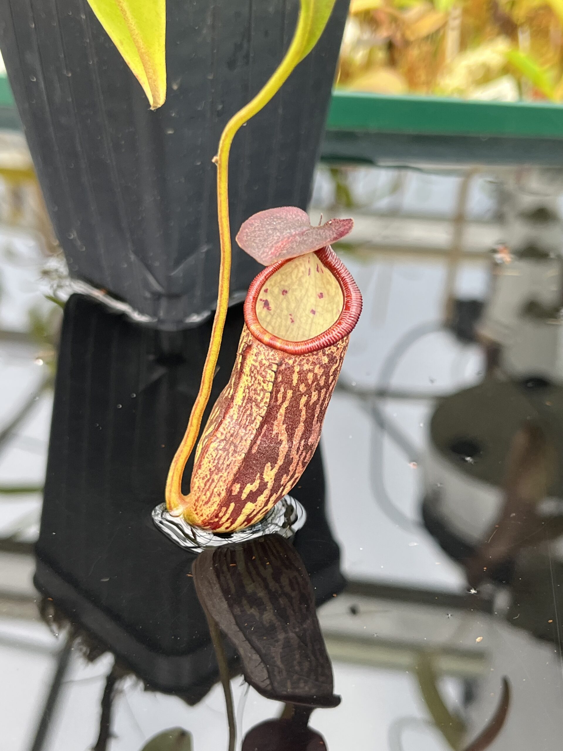 Close Up of Nepenthes ceciliae | Borneo Exotics | BE-4600 | IN25375
