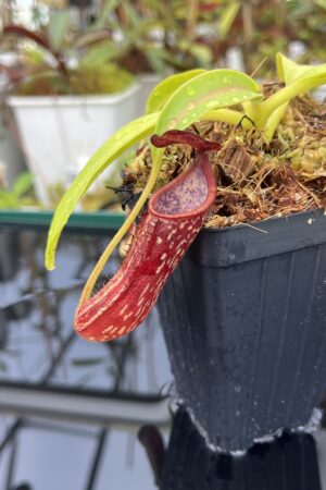 Close Up of Nepenthes copelandii | Borneo Exotics | BE-3046 | H25387